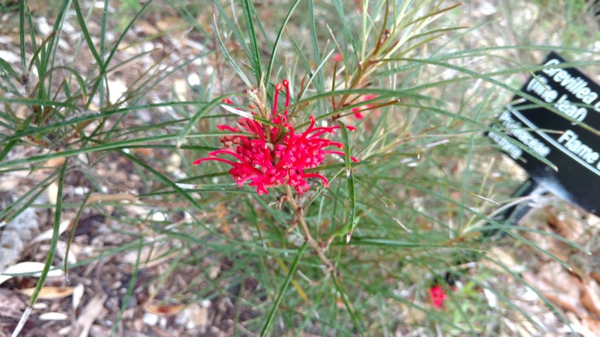 Grevillea dimorpha plantplacesimage20161226_162643.jpg