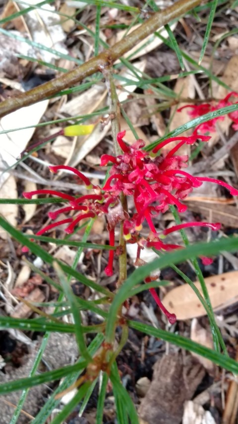 Grevillea dimorpha plantplacesimage20161226_162707.jpg