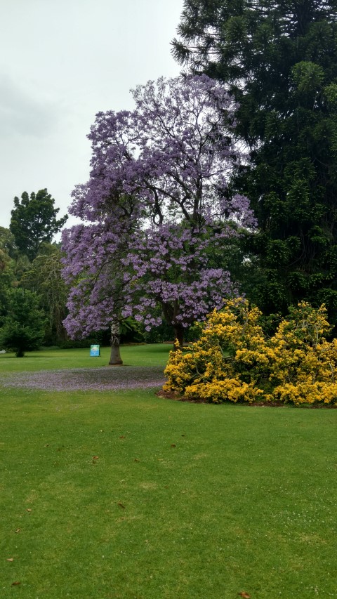 Jacaranda mimosifolia plantplacesimage20161226_163129.jpg