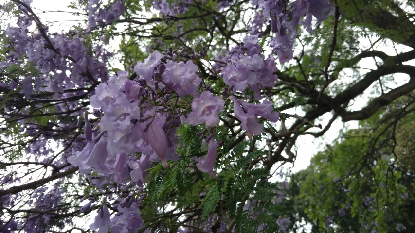 Jacaranda mimosifolia plantplacesimage20161226_163157.jpg