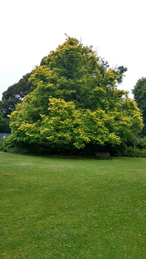 Ulmus minor plantplacesimage20161226_163508.jpg