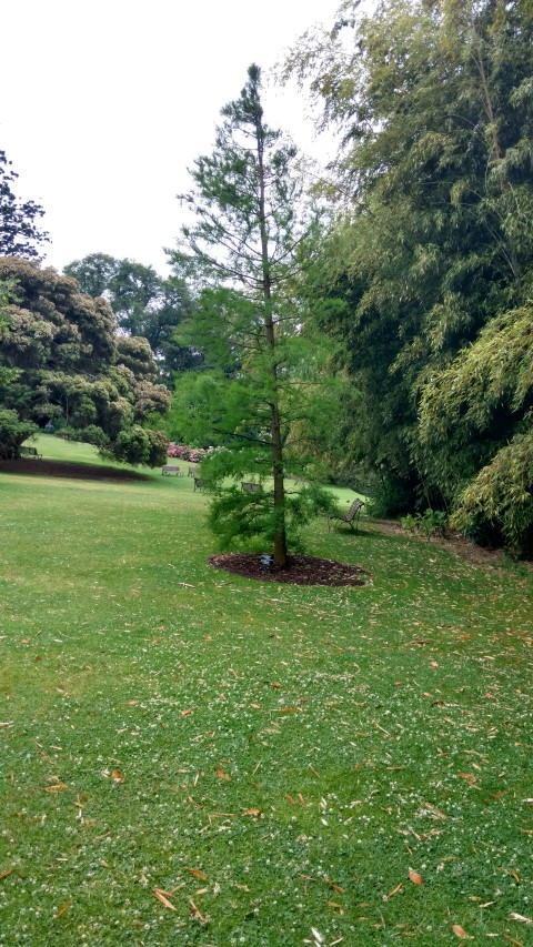 Taxodium distichum plantplacesimage20161226_163603.jpg