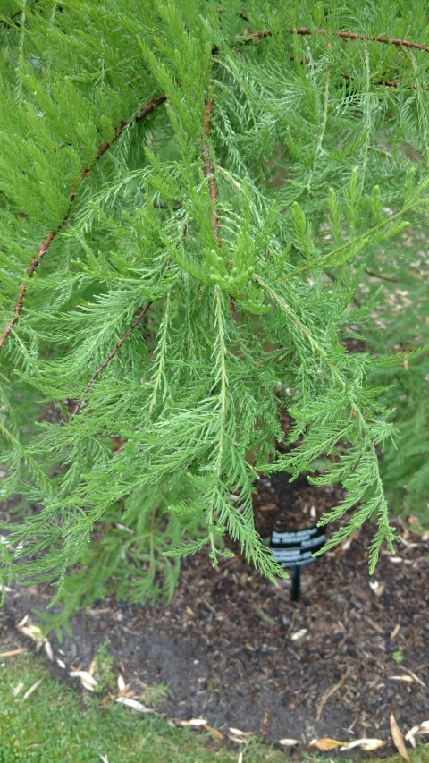 Taxodium distichum plantplacesimage20161226_163641.jpg