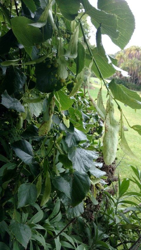 Tilia euchlora plantplacesimage20161226_163743.jpg