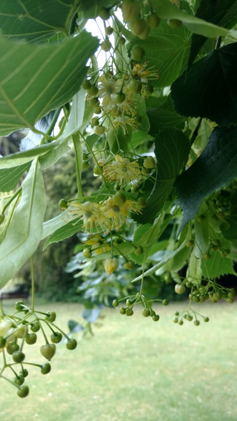 Tilia euchlora plantplacesimage20161226_163753.jpg