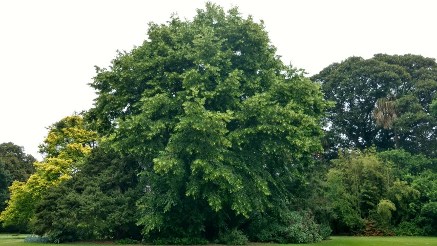 Tilia euchlora plantplacesimage20161226_163818.jpg