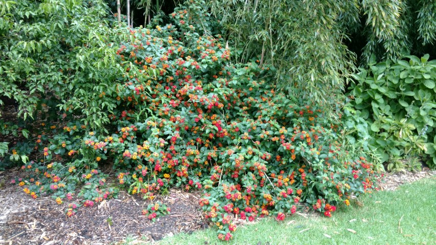 Lantana camara plantplacesimage20161226_163917.jpg