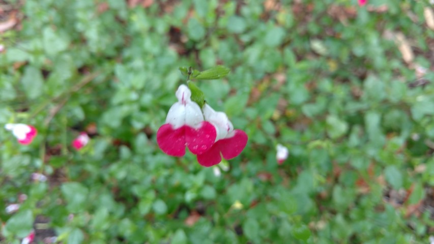 Salvia x jamensis plantplacesimage20161226_164040.jpg