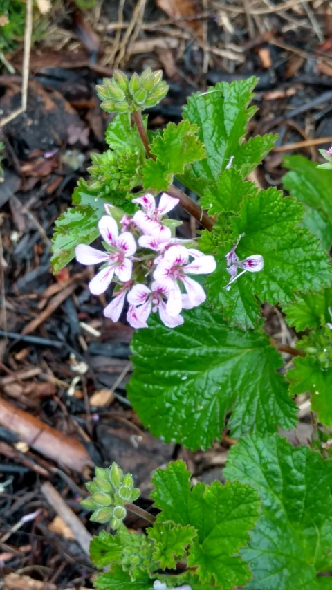 Pelargonium australe plantplacesimage20161226_164315.jpg