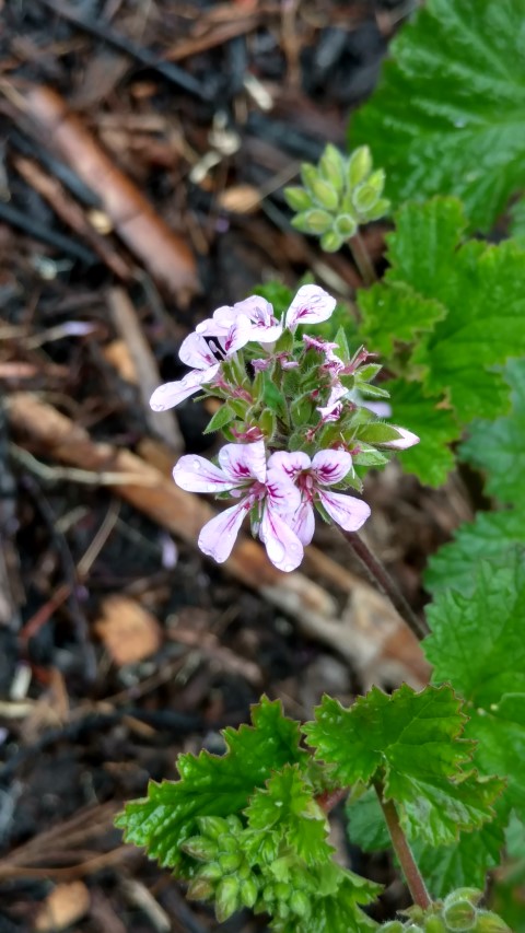 Pelargonium australe plantplacesimage20161226_164328.jpg