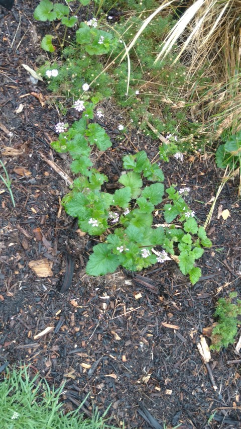 Pelargonium australe plantplacesimage20161226_164340.jpg