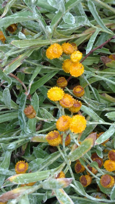 Chrysocephalum apiculatum plantplacesimage20161226_164546.jpg