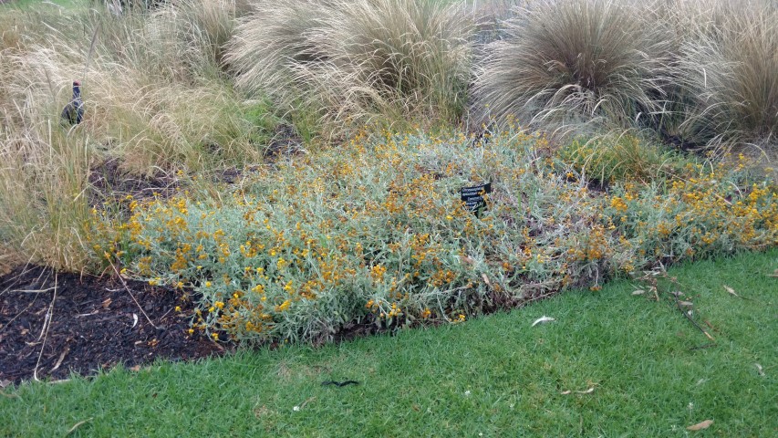 Chrysocephalum apiculatum plantplacesimage20161226_164602.jpg