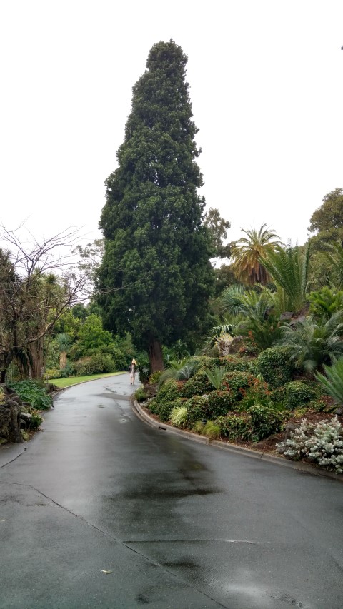 Cupressus sempervirens plantplacesimage20161226_165405.jpg