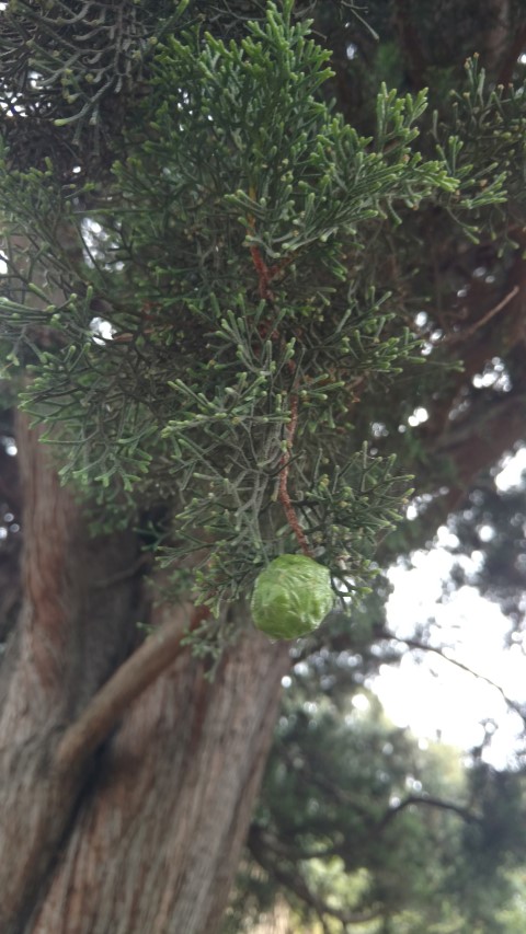 Cupressus sempervirens plantplacesimage20161226_165430.jpg