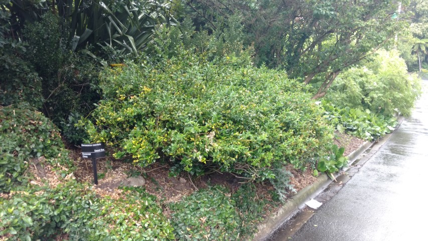 Sarcococca ruscifolia plantplacesimage20161226_165633.jpg