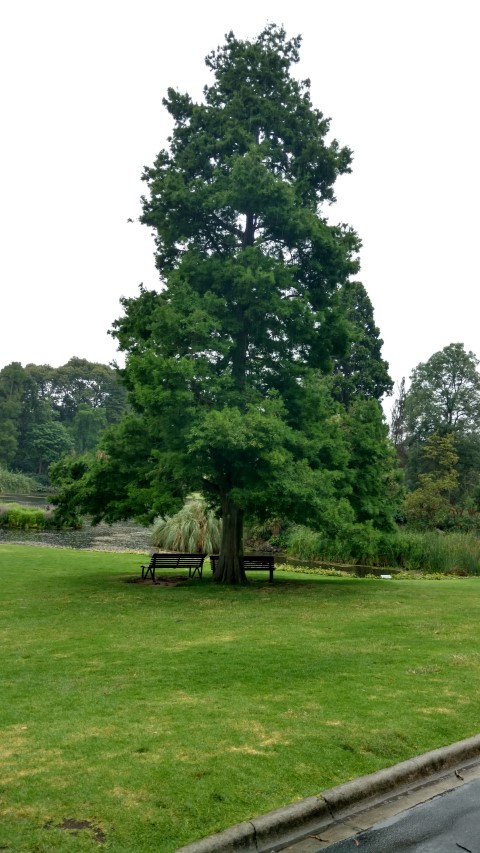 Taxodium distichum plantplacesimage20161226_170239.jpg