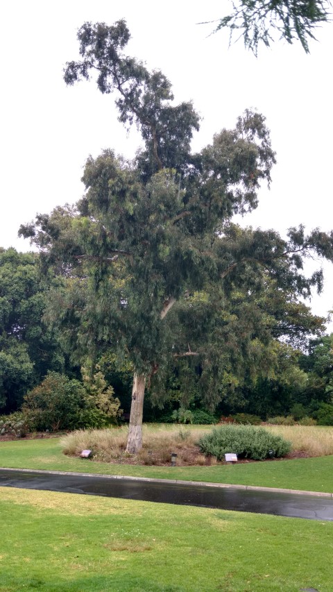 Eucalyptus melliodora plantplacesimage20161226_170317.jpg