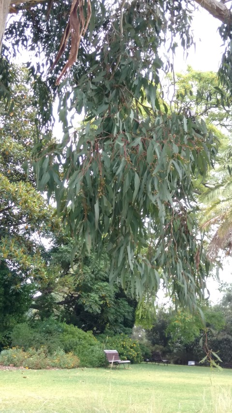 Eucalyptus melliodora plantplacesimage20161226_170421.jpg