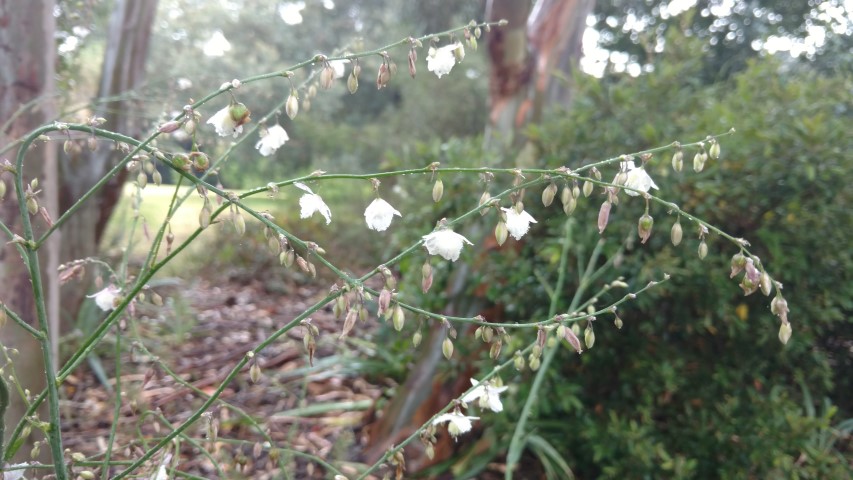 Olearia astroloba plantplacesimage20161226_170818.jpg