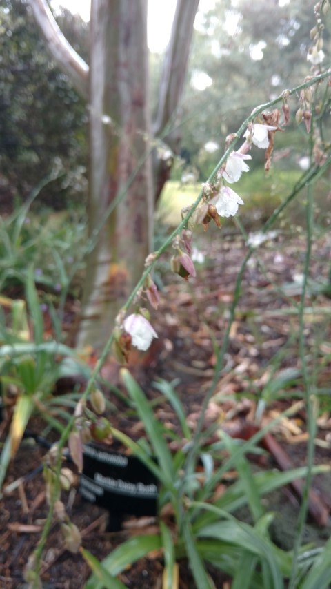 Olearia astroloba plantplacesimage20161226_170832.jpg