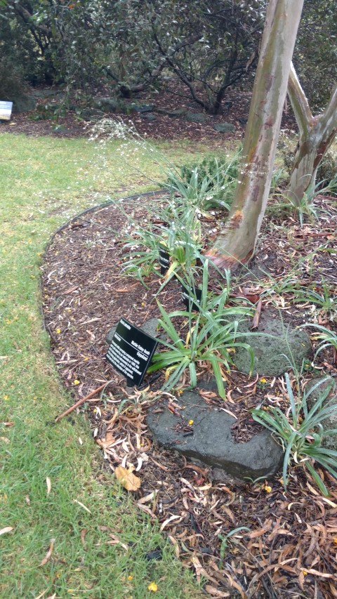 Olearia astroloba plantplacesimage20161226_170845.jpg