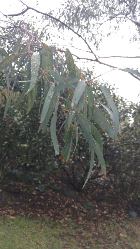 Eucalyptus saxatilis plantplacesimage20161226_171041.jpg