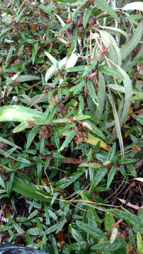 Lasiopetalum ferrugineum plantplacesimage20161226_171125.jpg