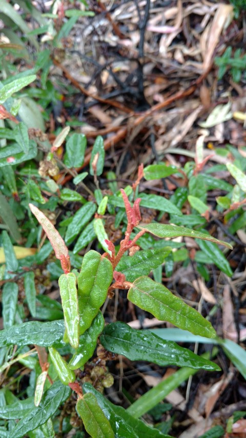 Lasiopetalum ferrugineum plantplacesimage20161226_171147.jpg