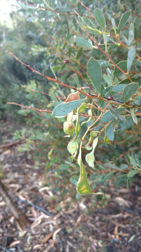 Acacia sporadica plantplacesimage20161226_171244.jpg