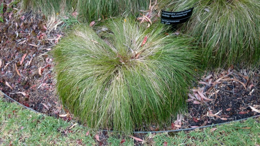 Lomandra confertifolia plantplacesimage20161226_171351.jpg