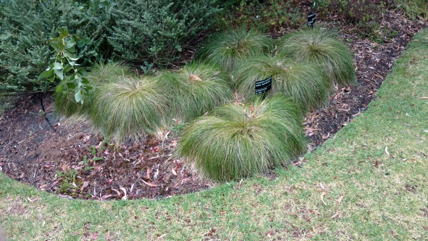 Lomandra confertifolia plantplacesimage20161226_171402.jpg