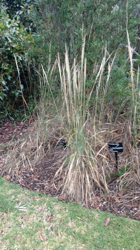 Austrostipa mollis plantplacesimage20161226_171442.jpg