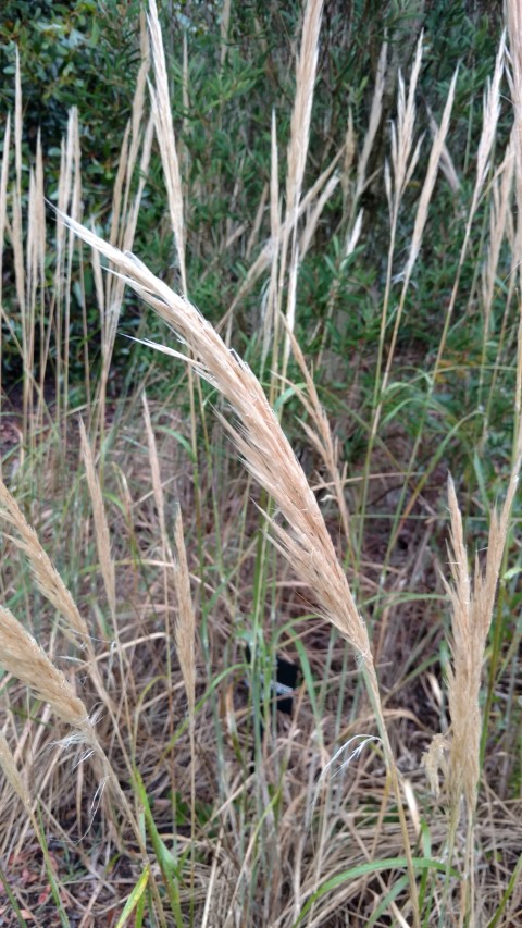 Austrostipa mollis plantplacesimage20161226_171449.jpg