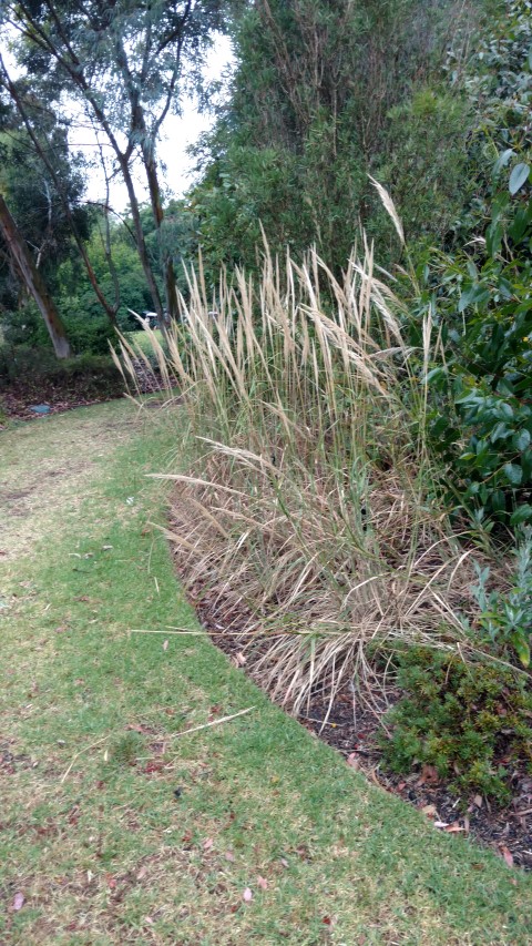 Austrostipa mollis plantplacesimage20161226_171504.jpg