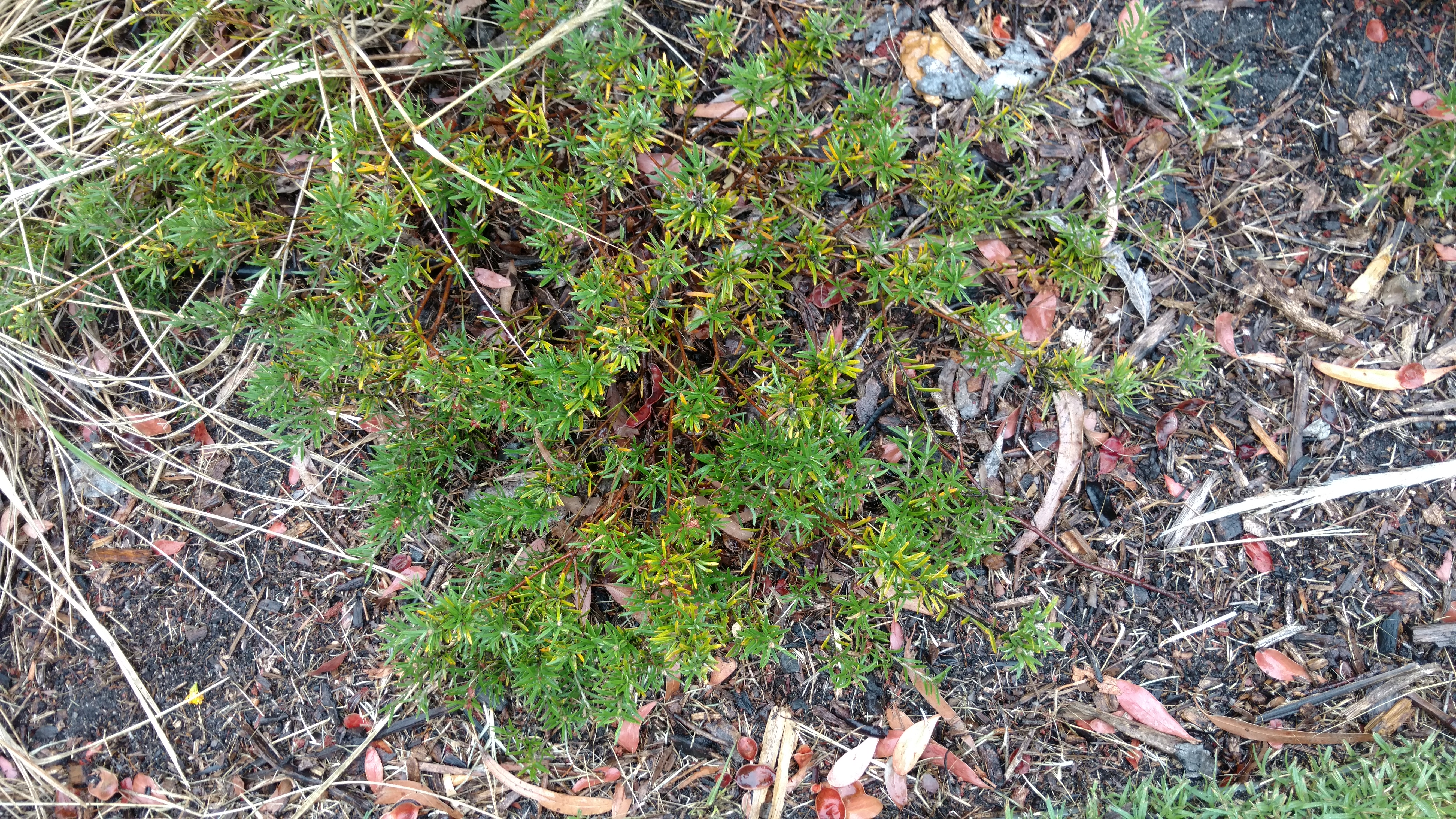 Grevillea confortifolia plantplacesimage20161226_171550.jpg