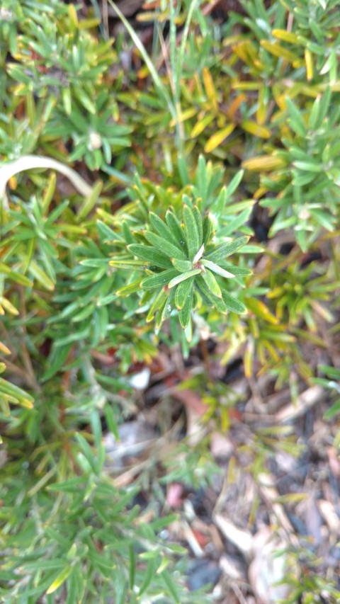 Grevillea confortifolia plantplacesimage20161226_171636.jpg