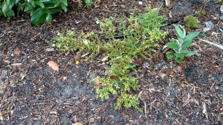 Grevillea confortifolia plantplacesimage20161226_171802.jpg
