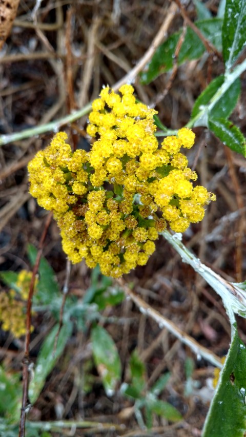 Grevillea montis-cole plantplacesimage20161226_171945.jpg