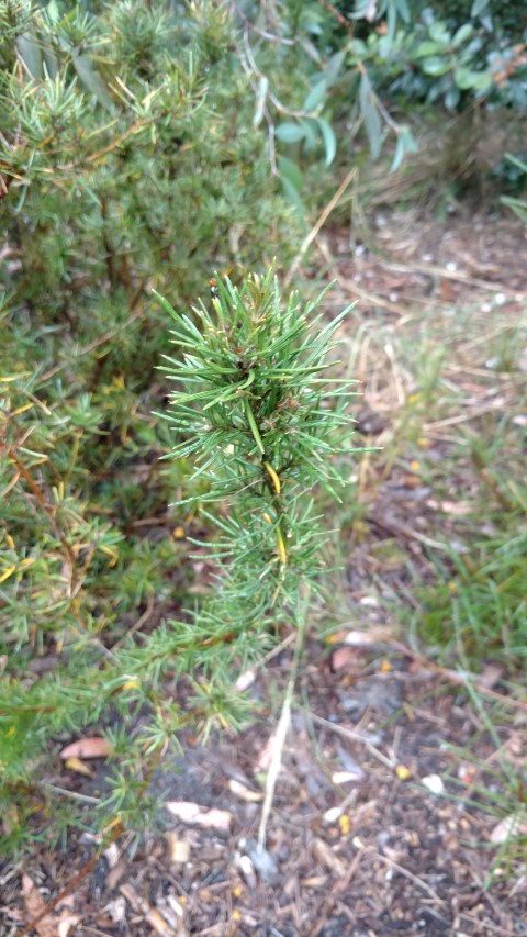 Grevillea confertifolia plantplacesimage20161226_172351.jpg