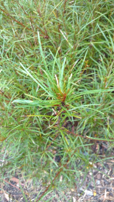 Grevillea dimorpha plantplacesimage20161226_172426.jpg