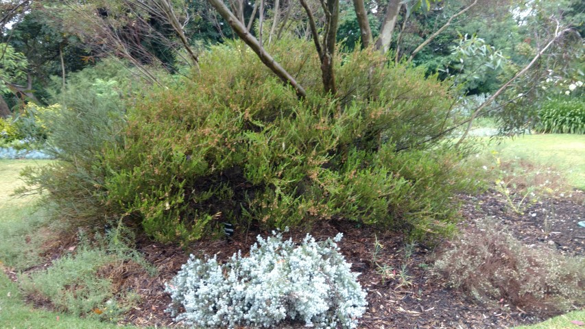 Acacia glandulicarpa plantplacesimage20161226_173021.jpg