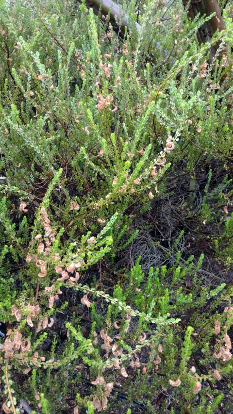 Acacia glandulicarpa plantplacesimage20161226_173031.jpg