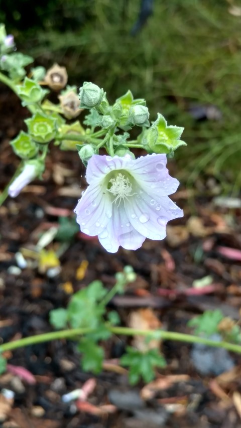 Lavatera sp. malvaceae plantplacesimage20161226_173136.jpg