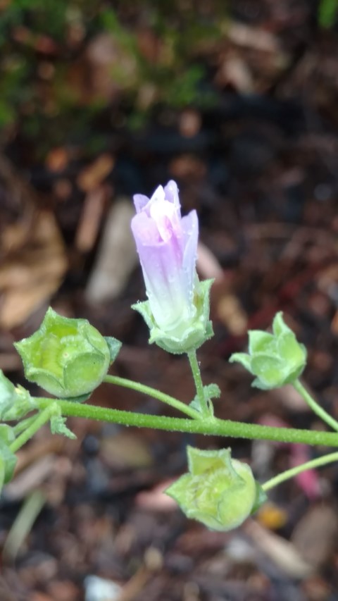 Lavatera sp. malvaceae plantplacesimage20161226_173157.jpg