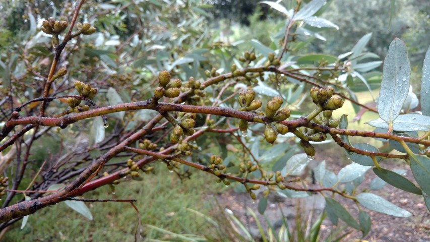 Eucalyptus cyanophylla plantplacesimage20161226_173531.jpg