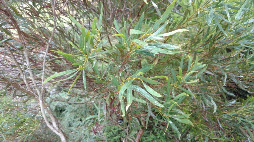 Eucalyptus filiformis plantplacesimage20161226_173732.jpg
