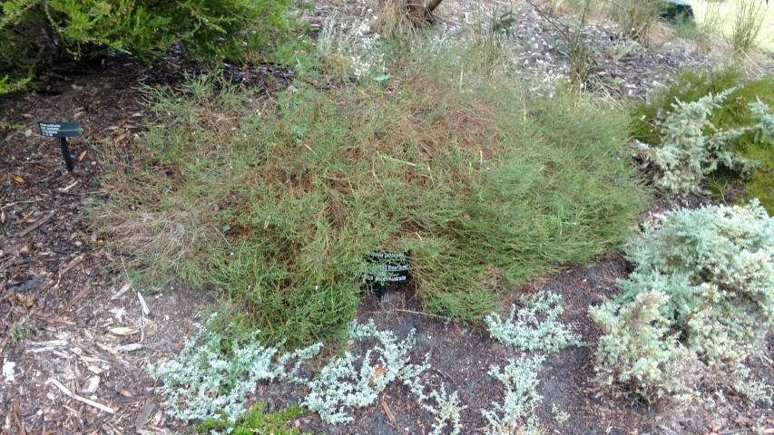 Eremophila gibbifolia plantplacesimage20161226_173915.jpg