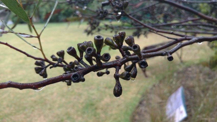 Eucalyptus froggattii plantplacesimage20161226_174016.jpg