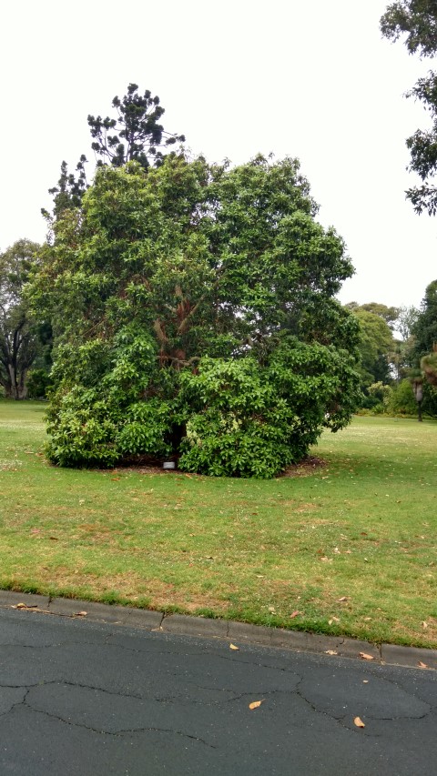 Lophostemon confertus plantplacesimage20161226_174627.jpg